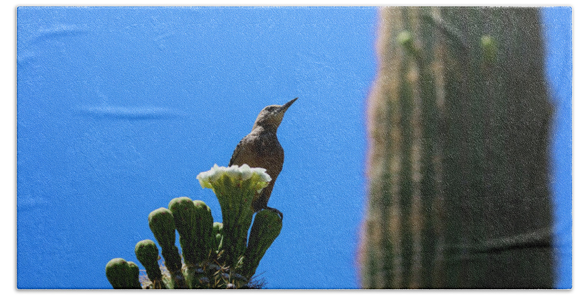 Arizona Beach Towel featuring the photograph Gila Woodpecker on Saguaro Cactus by Dawn Richards