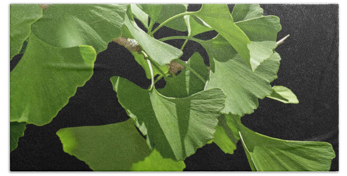 Ginkgo Beach Towel featuring the photograph Ginkgo Leaves by Liza Eckardt