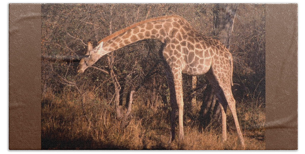 Africa Beach Towel featuring the photograph Giraffe Eating Too by Russel Considine