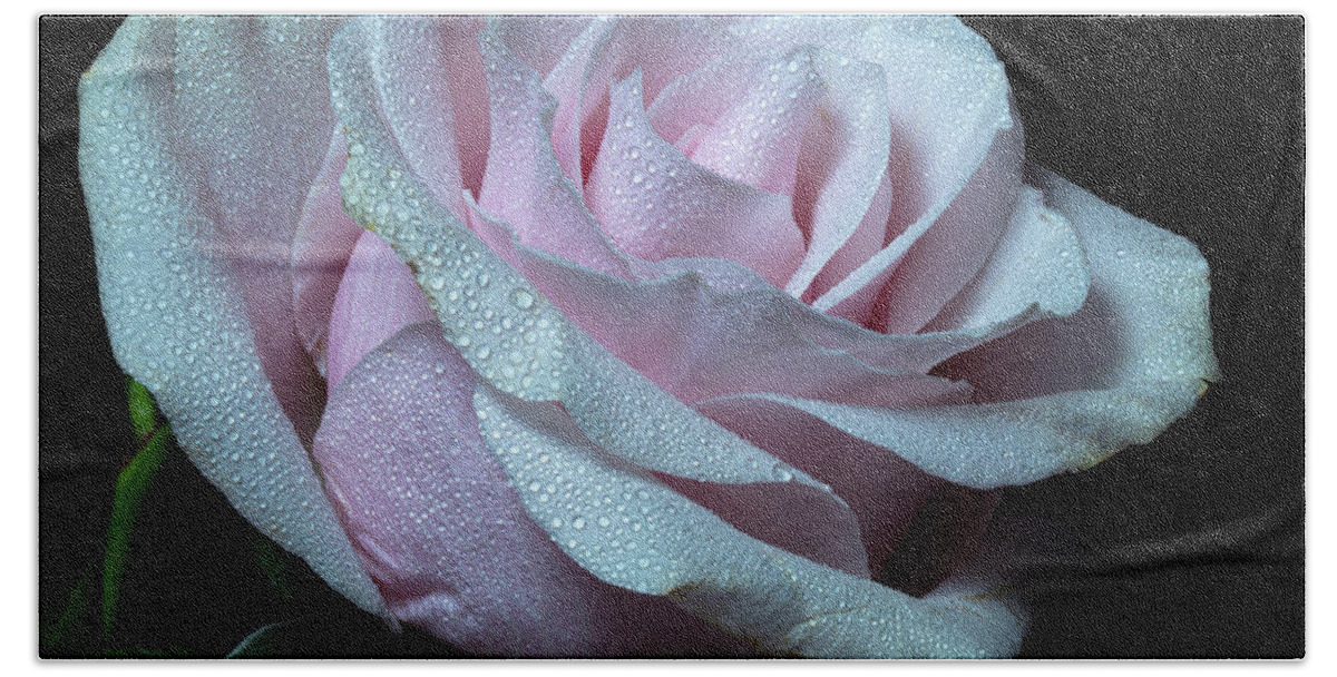 Rose Beach Towel featuring the photograph Glimmerant by Doug Norkum