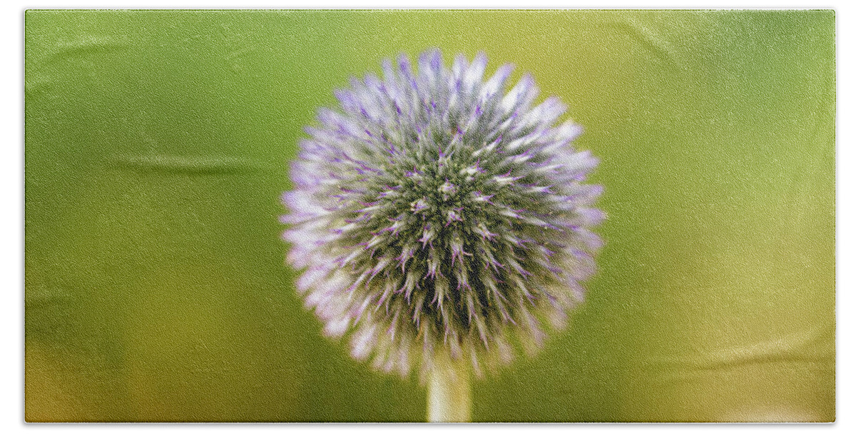 Globe Thistle Beach Sheet featuring the photograph Globe Thistle by Tanya C Smith