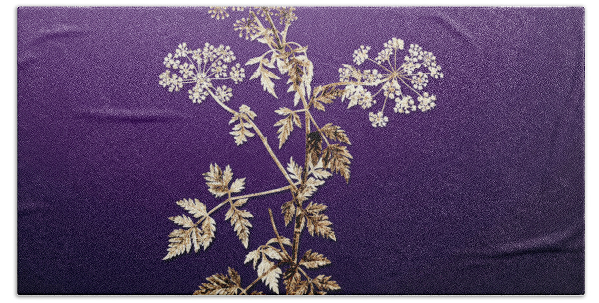Gold Beach Towel featuring the painting Gold Hemlock Flowers on Royal Purple n.00669 by Holy Rock Design