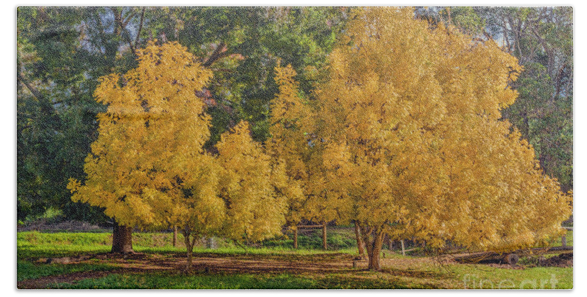 Tree Beach Towel featuring the photograph Golden Ash Trees #2 by Elaine Teague