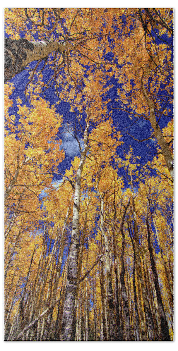 Fall Colors Beach Towel featuring the photograph Golden Aspens by Bob Falcone