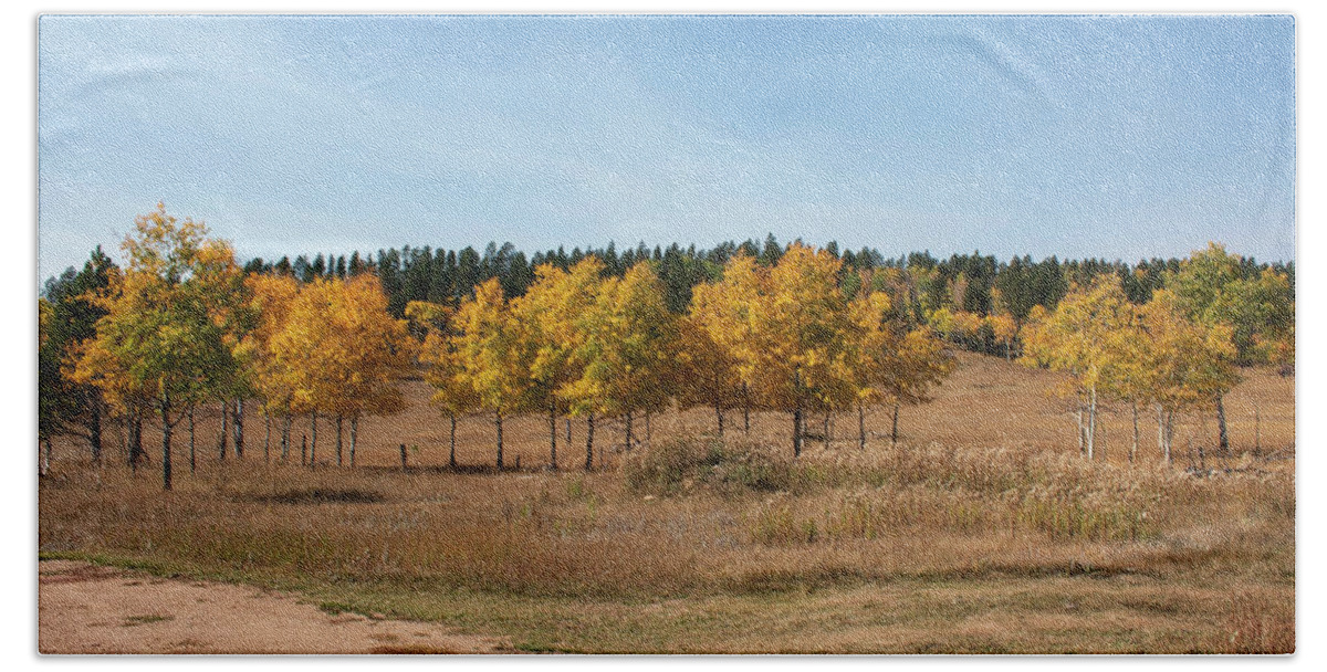 Black Halls Fall Beach Towel featuring the photograph Golden Aspens Fall Colors by Cathy Anderson