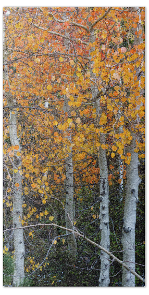 North America Beach Towel featuring the photograph Golden Aspens of Sonora Pass by Mark Miller