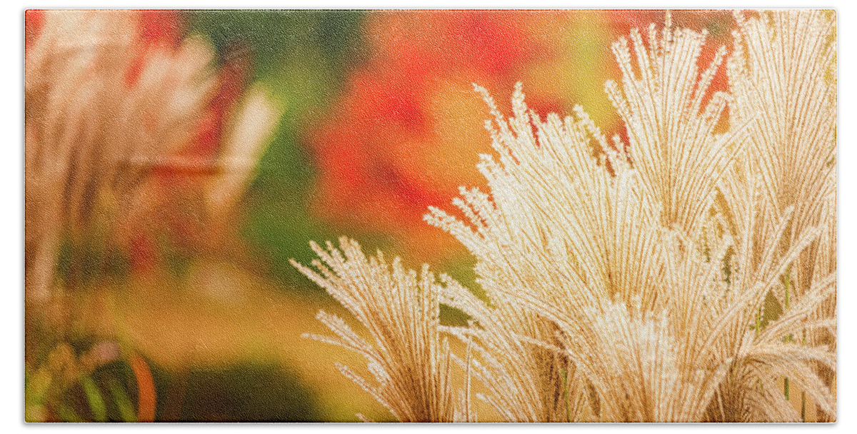 New Hampshire Beach Towel featuring the photograph Golden Autumn Grass by Jeff Sinon