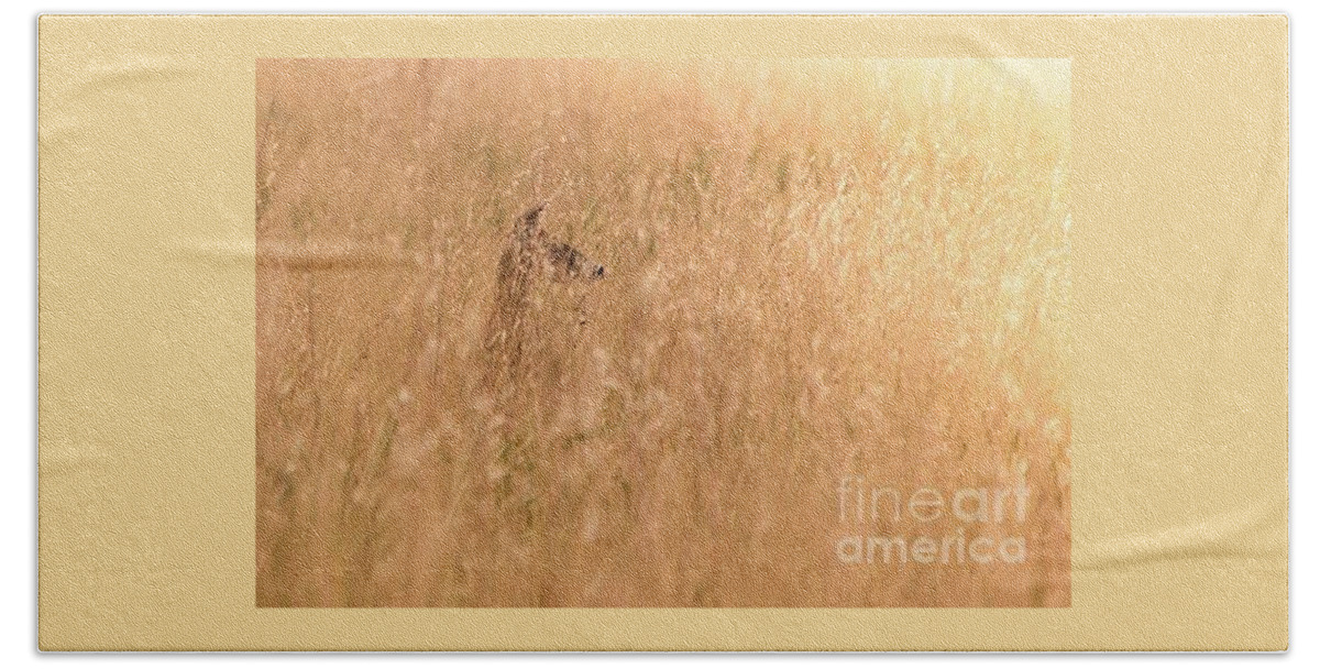 Deer Beach Towel featuring the photograph Golden Doe by Patti Powers