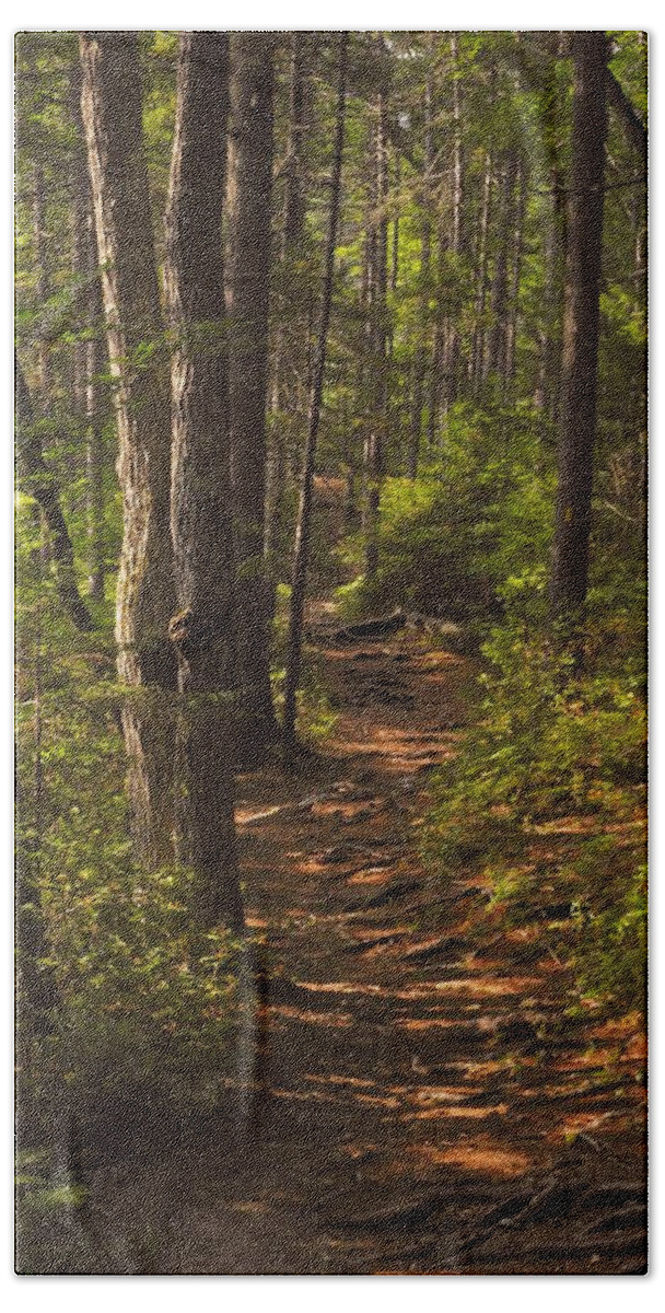 Landscape Beach Towel featuring the photograph Golden Hour on the Forest Path by Lynda Lehmann