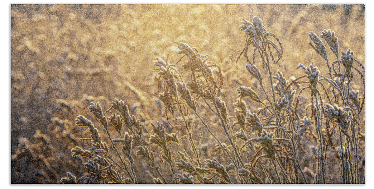 New Hampshire Beach Towel featuring the photograph Golden Light On Sweetfern by Jeff Sinon