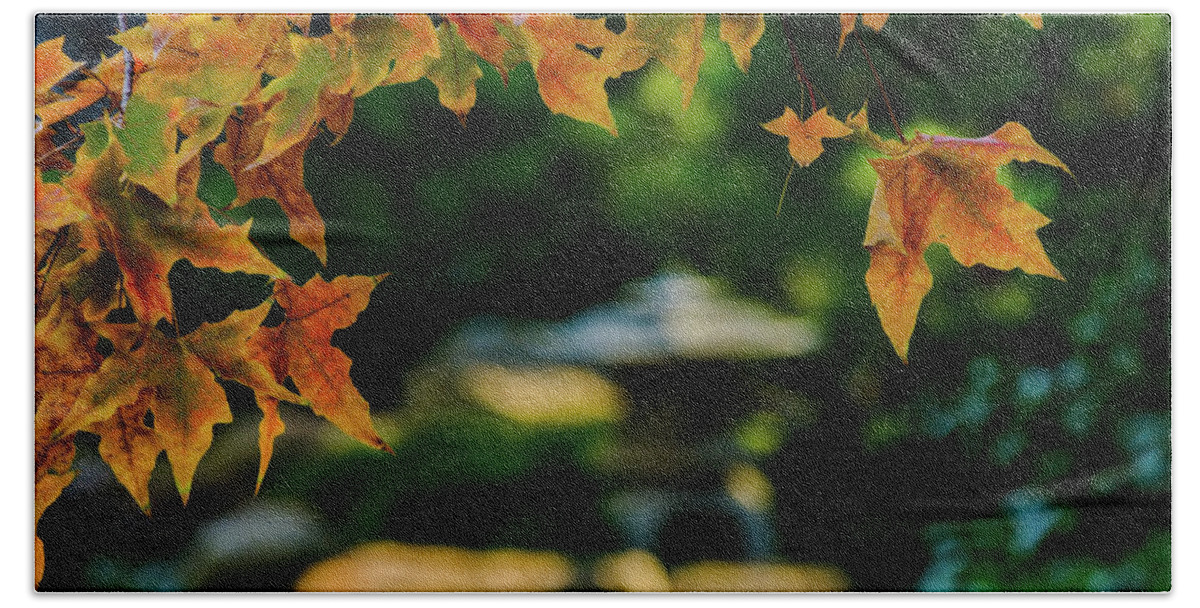 Red Maple Leaf Beach Towel featuring the photograph Golden Maple by Johnny Boyd
