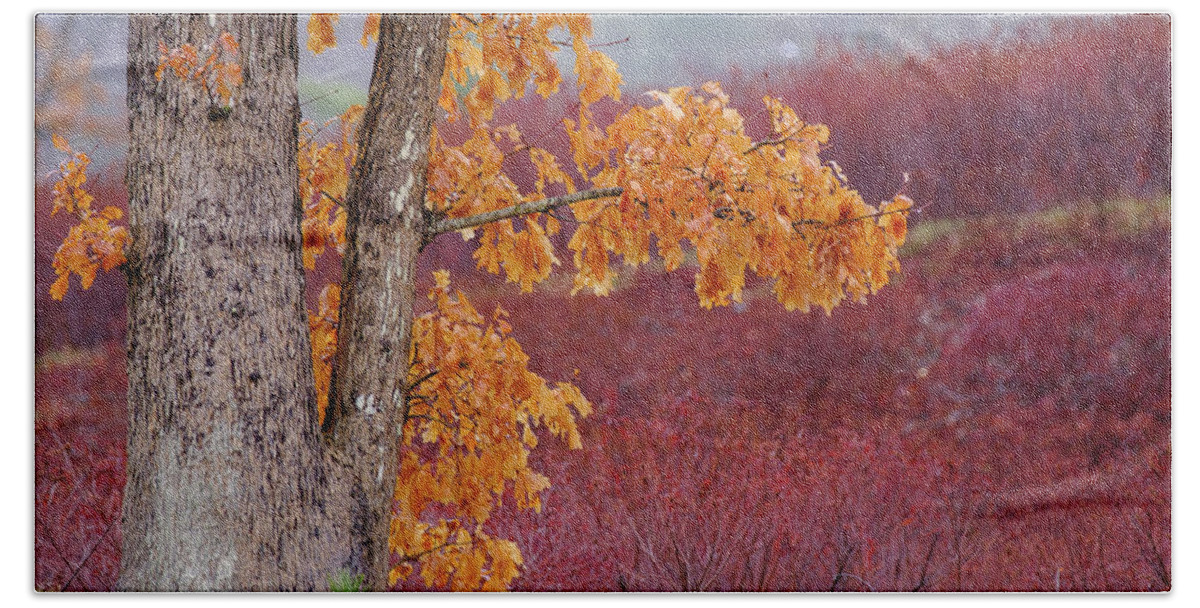 New Hampshire Beach Towel featuring the photograph Golden Oak by Jeff Sinon