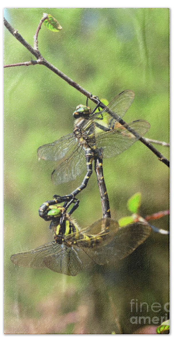 Golden Beach Towel featuring the photograph Golden-ringed dragonfly Cordulegaster boltonii by Frederic Bourrigaud