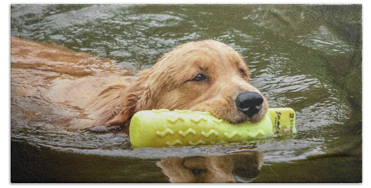 Dog Training Beach Towel featuring the photograph Golden Swim by GeeLeesa