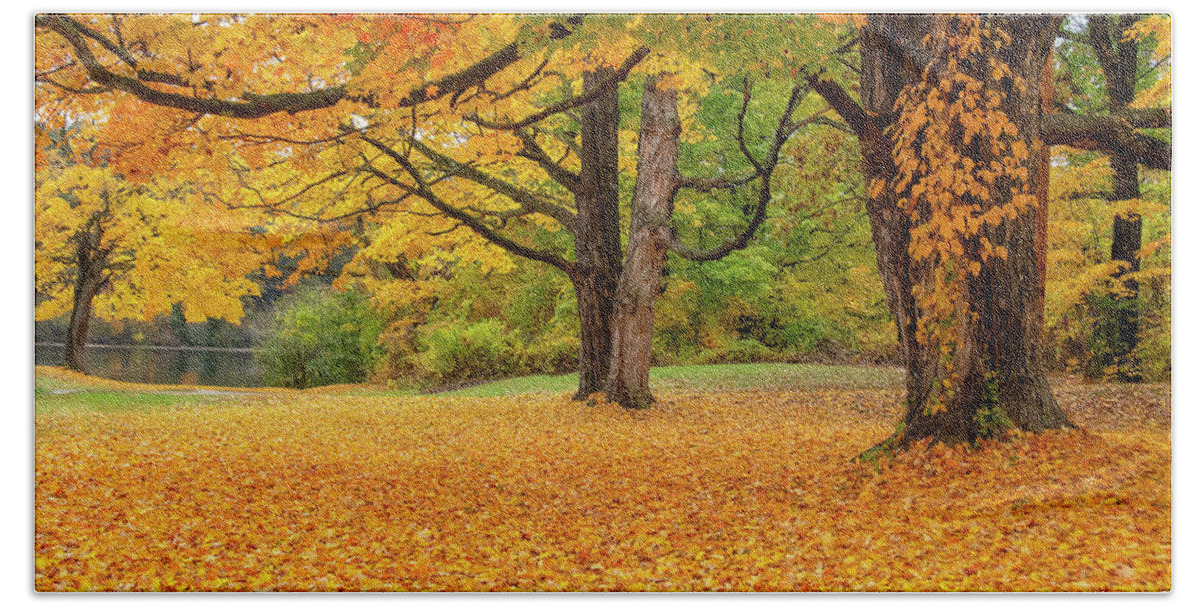 Autumn Beach Towel featuring the photograph Golden Trees of Autumn by Donna Doherty
