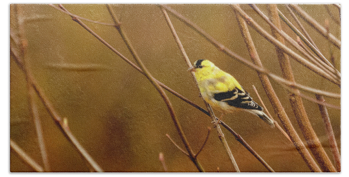 American Gold Finch Beach Towel featuring the photograph Goldfinch in the Dogwood 1 by Joni Eskridge