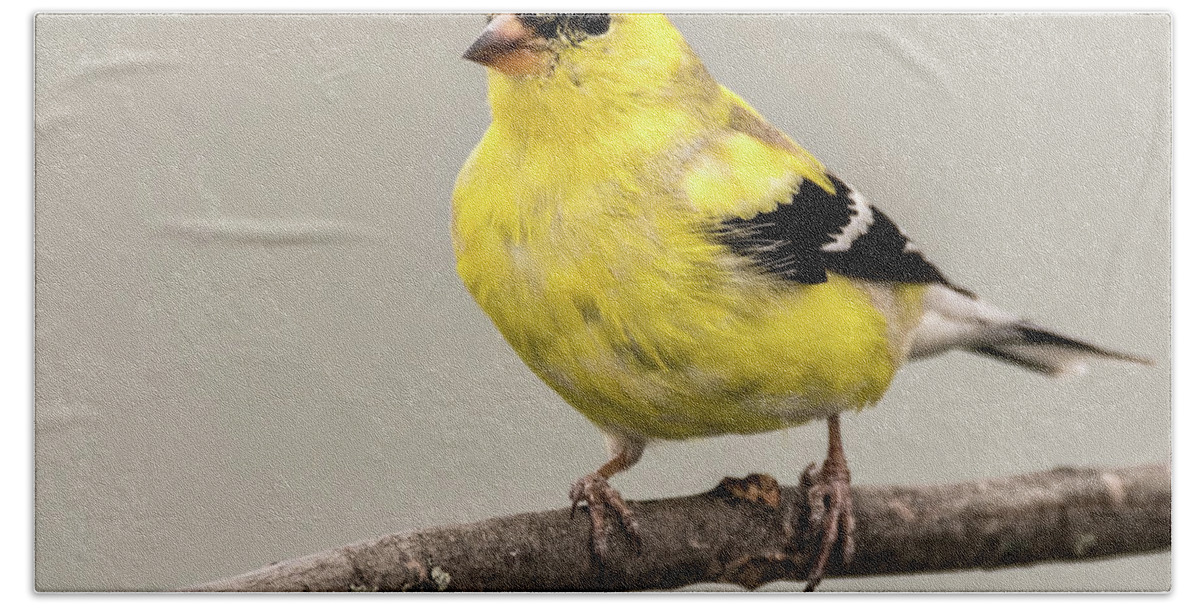 Goldfinch Beach Towel featuring the photograph Goldfinch by Jeffrey PERKINS