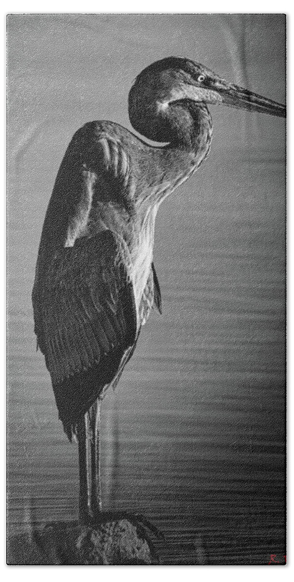  Swan Beach Towel featuring the photograph Great Blue Heron In Contemplation by Rene Vasquez