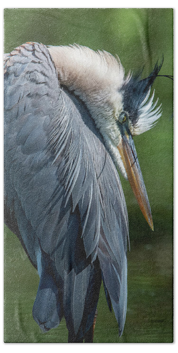 Nature Beach Towel featuring the photograph Great Blue Heron Preening DMSB0155 by Gerry Gantt