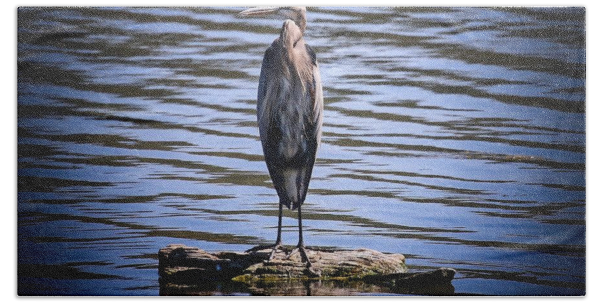 Heron Beach Towel featuring the photograph Great Blue Heron by Veronica Batterson