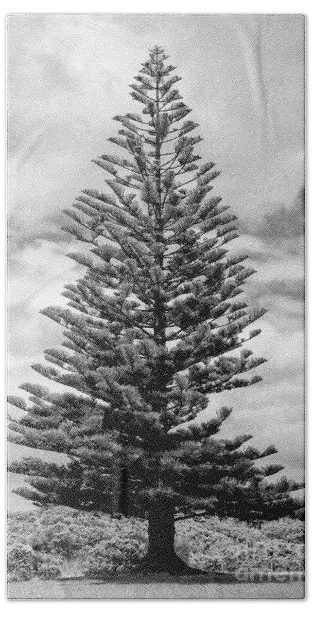 Great Ocean Road Beach Towel featuring the photograph Great Christmas Tree 2 by Bob Phillips