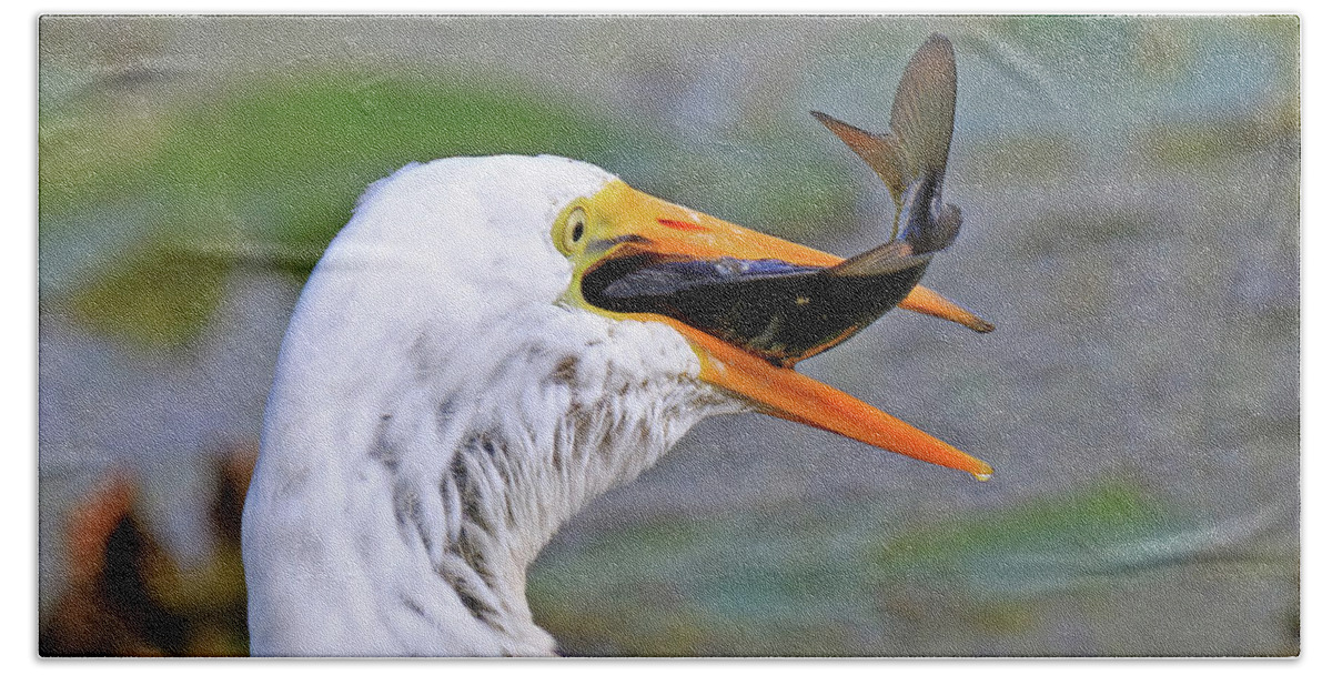Great Egret Beach Towel featuring the photograph Great Egret Caught a Carp by Shixing Wen