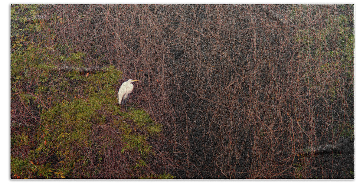 Great Egret Beach Towel featuring the photograph Great Egret in Almansor Park, Alhambra, California by Ram Vasudev