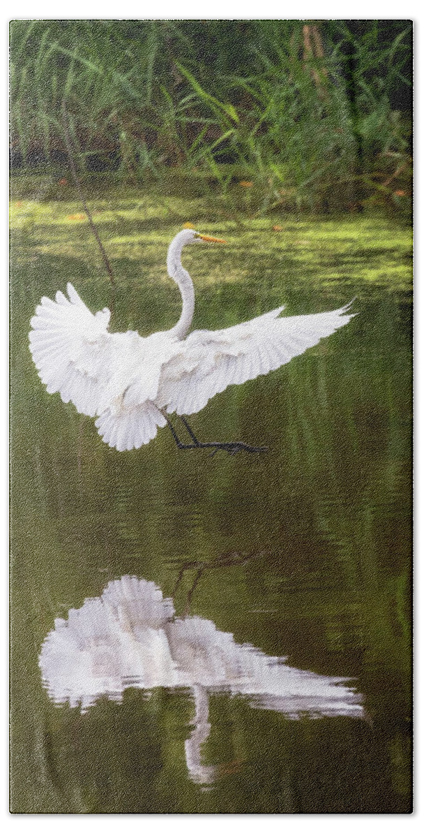 Bird Beach Towel featuring the photograph Great Egret Landing - Crab Orchard Lake by Susan Rissi Tregoning