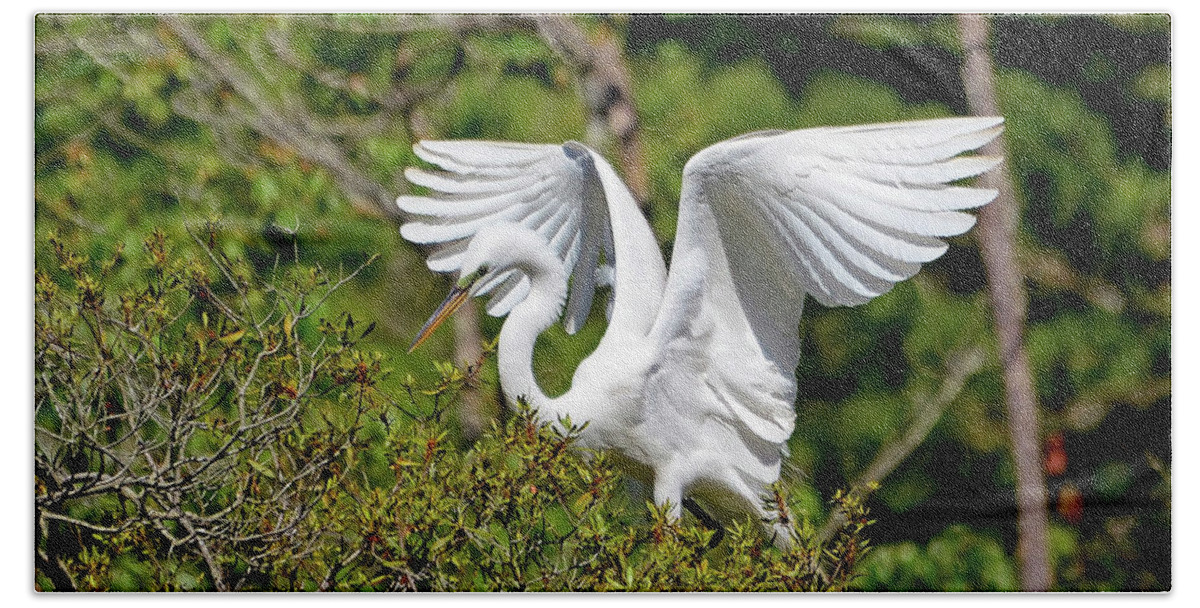 Bird Beach Towel featuring the photograph Great Egret Landing by Kathy Baccari