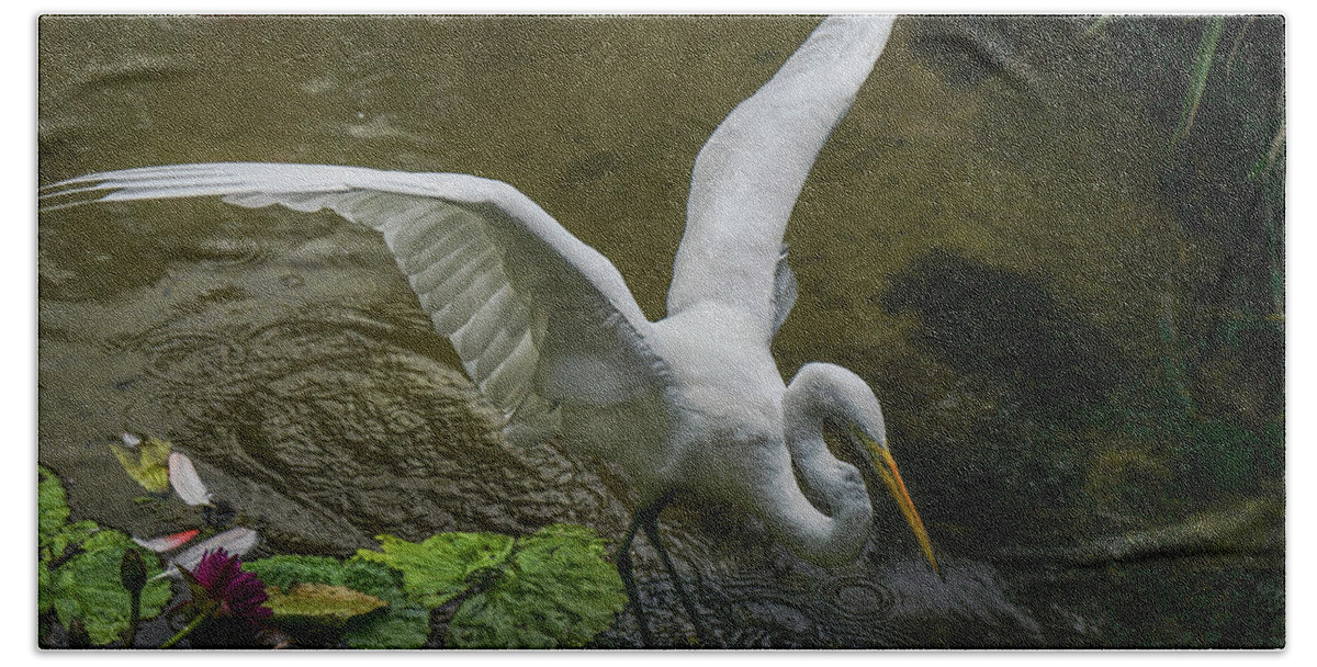 Egret Beach Towel featuring the photograph Great Egret by Matthew Bamberg