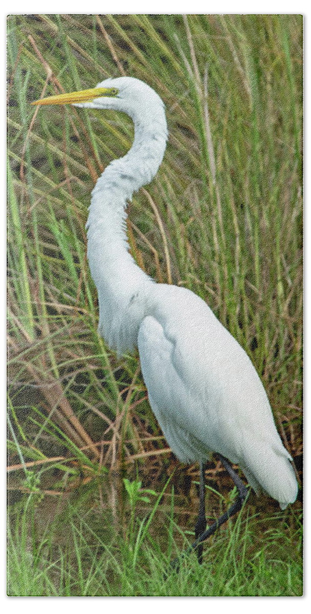 Egret Beach Towel featuring the photograph Great Egret Scenic Pose by Gina Fitzhugh
