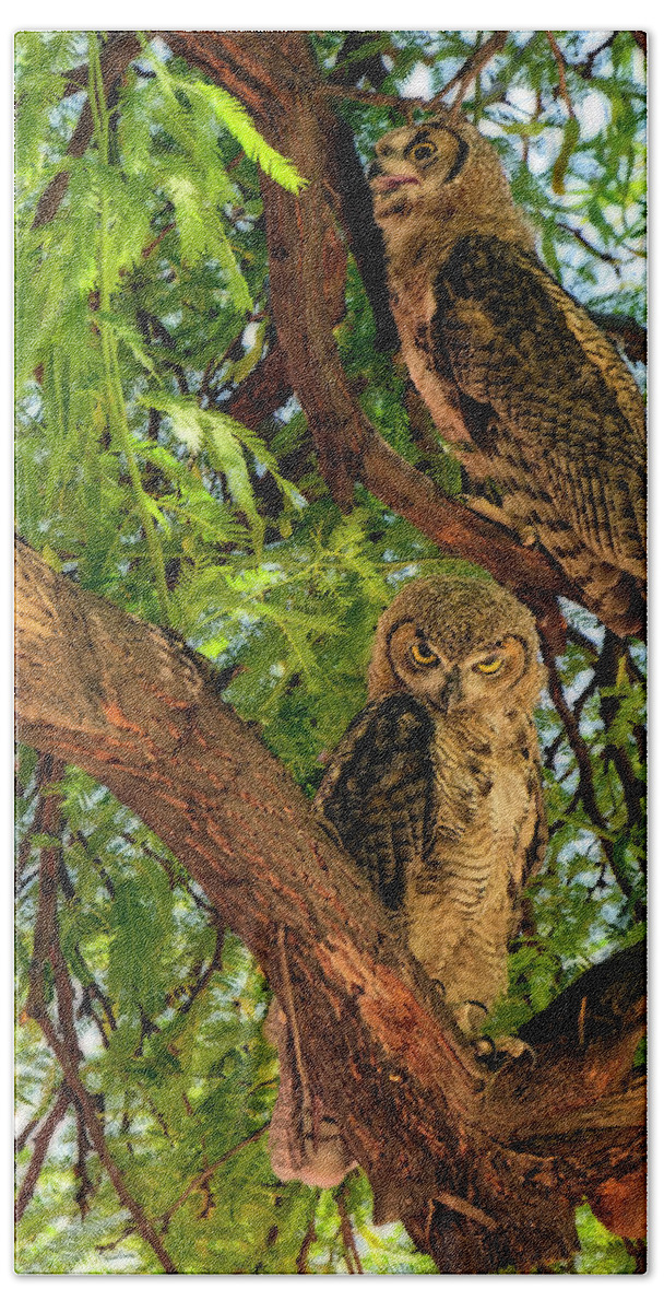 Owl Beach Towel featuring the photograph Great Horned Owls v24156 by Mark Myhaver