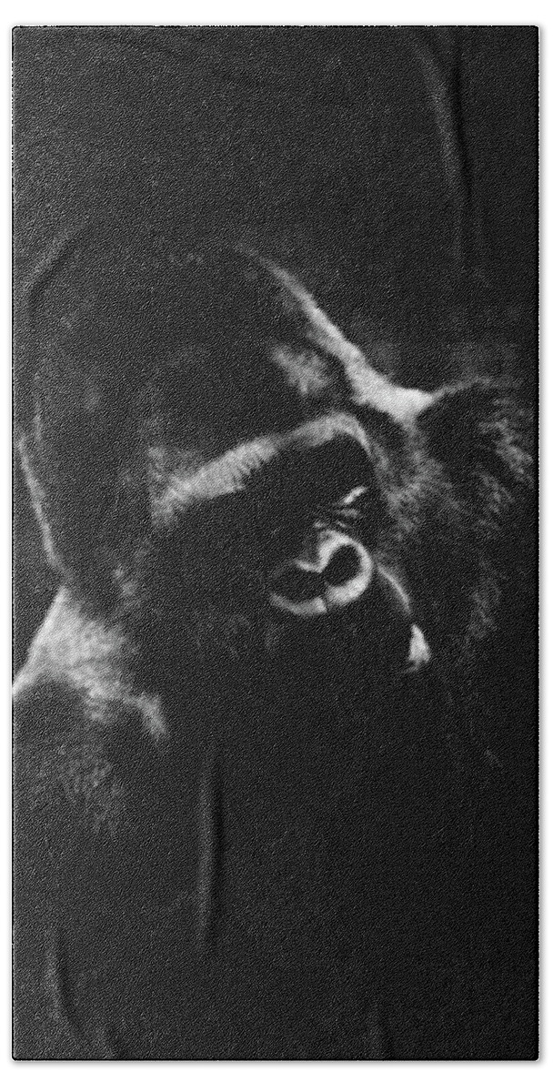 Gorilla Beach Towel featuring the photograph Great Silverback by Carol Neal-Chicago