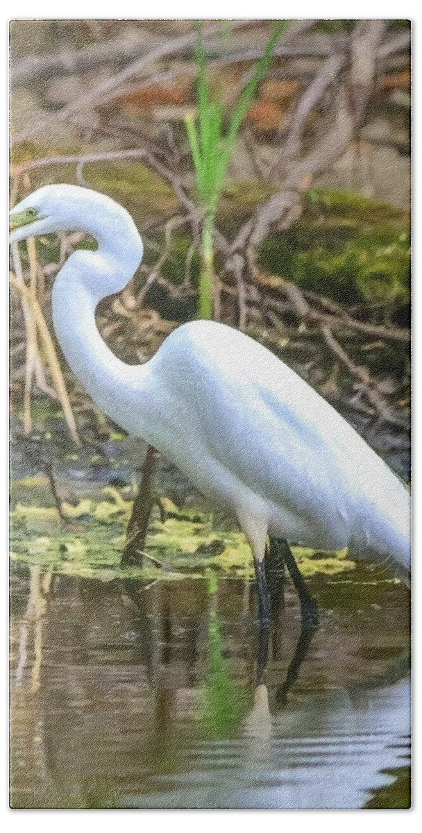 Egret Beach Towel featuring the photograph Great White Egret by Susan Rydberg