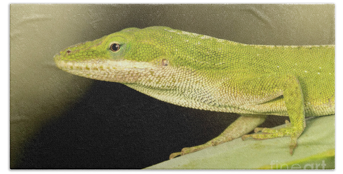 Animal Beach Towel featuring the photograph Green Anole Portrait by Nancy Gleason