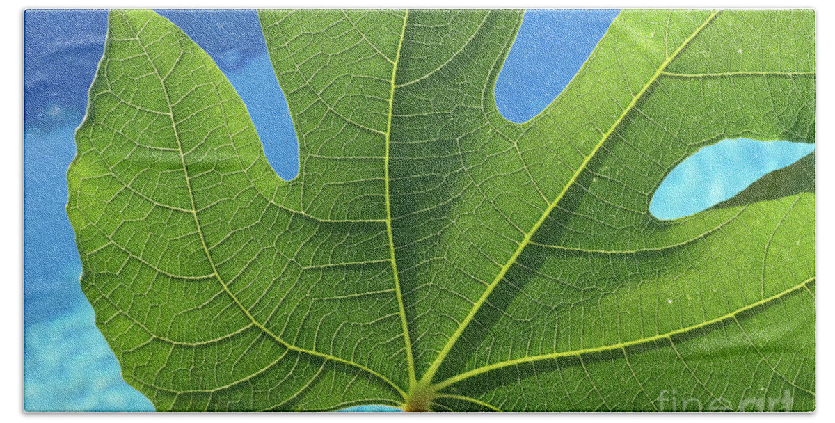 Fig Leaf Beach Towel featuring the photograph Green fig leaf and blue water by Adriana Mueller