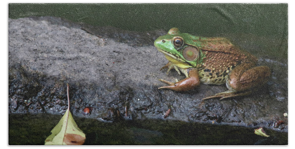 Frogs Beach Towel featuring the photograph Green Frog on the Rock by Trina Ansel
