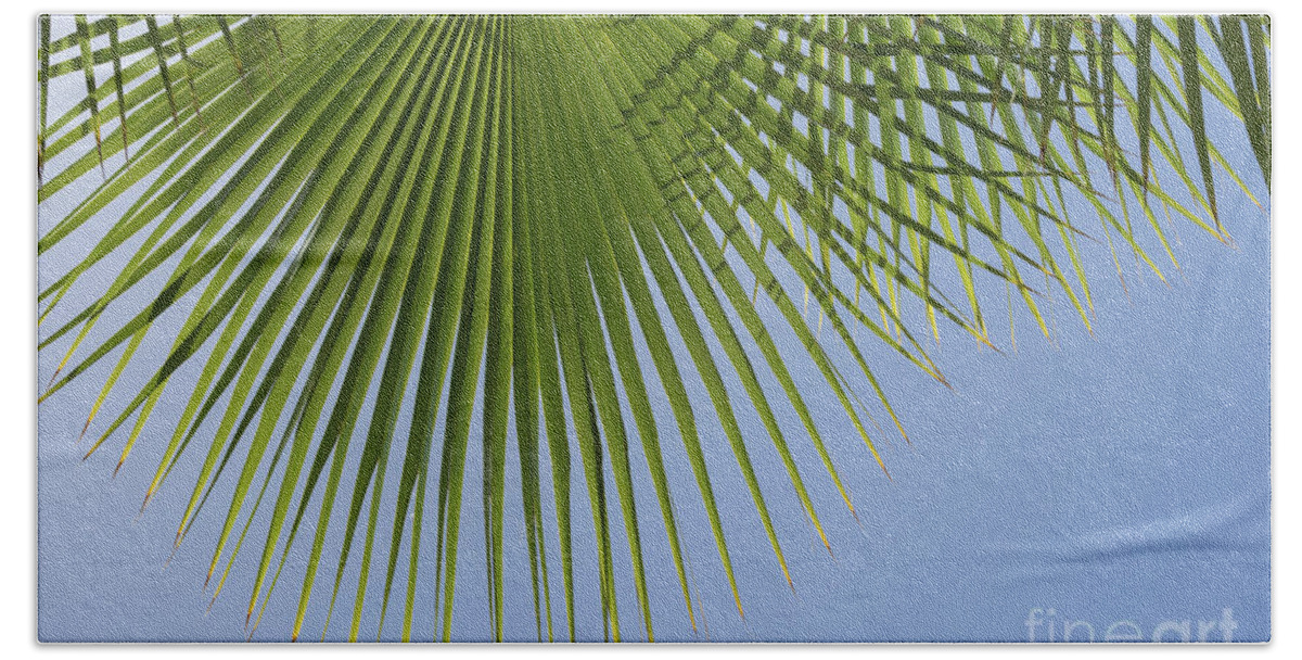 Palm Leaf Beach Towel featuring the photograph Green palm leaf and blue sky, summer season by Adriana Mueller