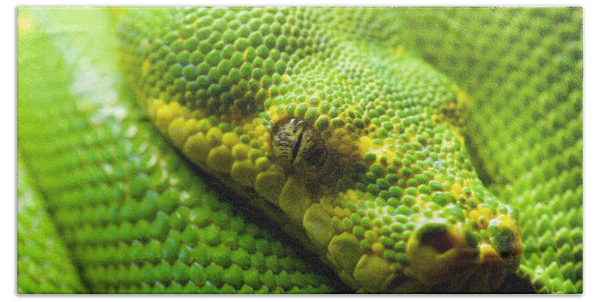 Green Tree Python Beach Towel featuring the digital art Green tree python by Geir Rosset