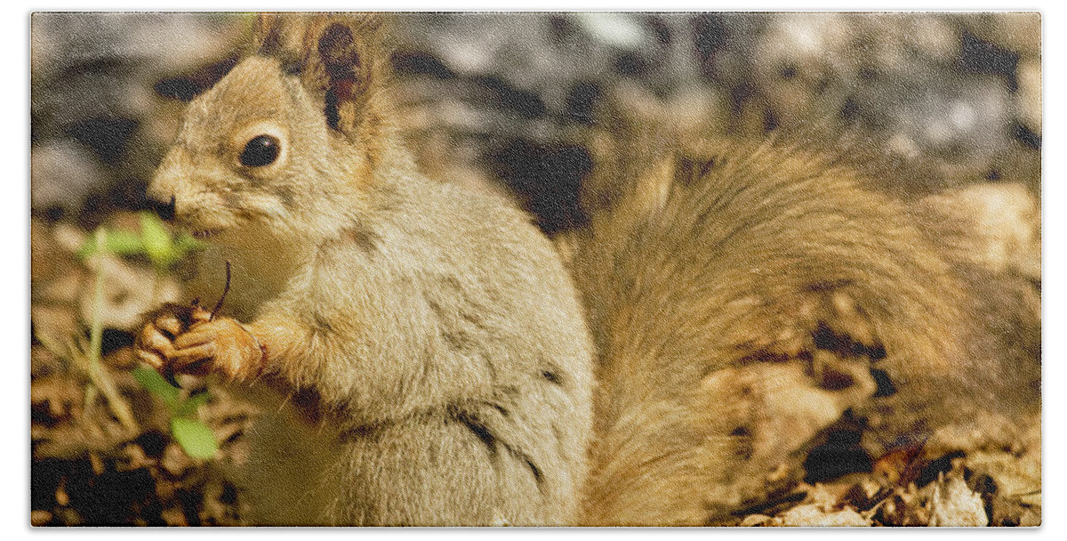 Squirrel Beach Towel featuring the photograph Grey squirrel in forest by Irina Afonskaya
