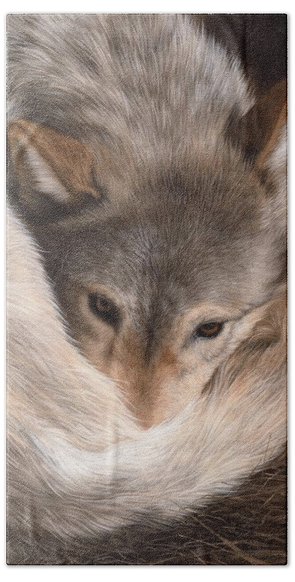 Wolf Beach Towel featuring the painting Grey Wolf Painting by Rachel Stribbling