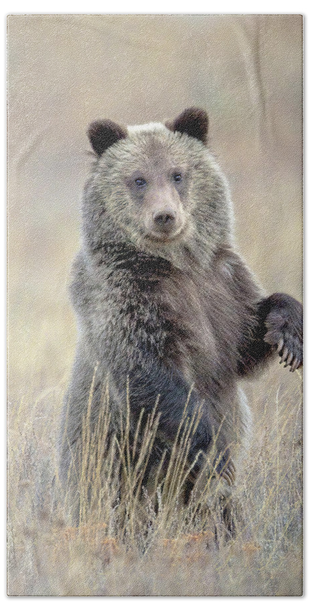 Grizzly Cub Beach Towel featuring the photograph Grizzly Bear Cub Standing by Jack Bell