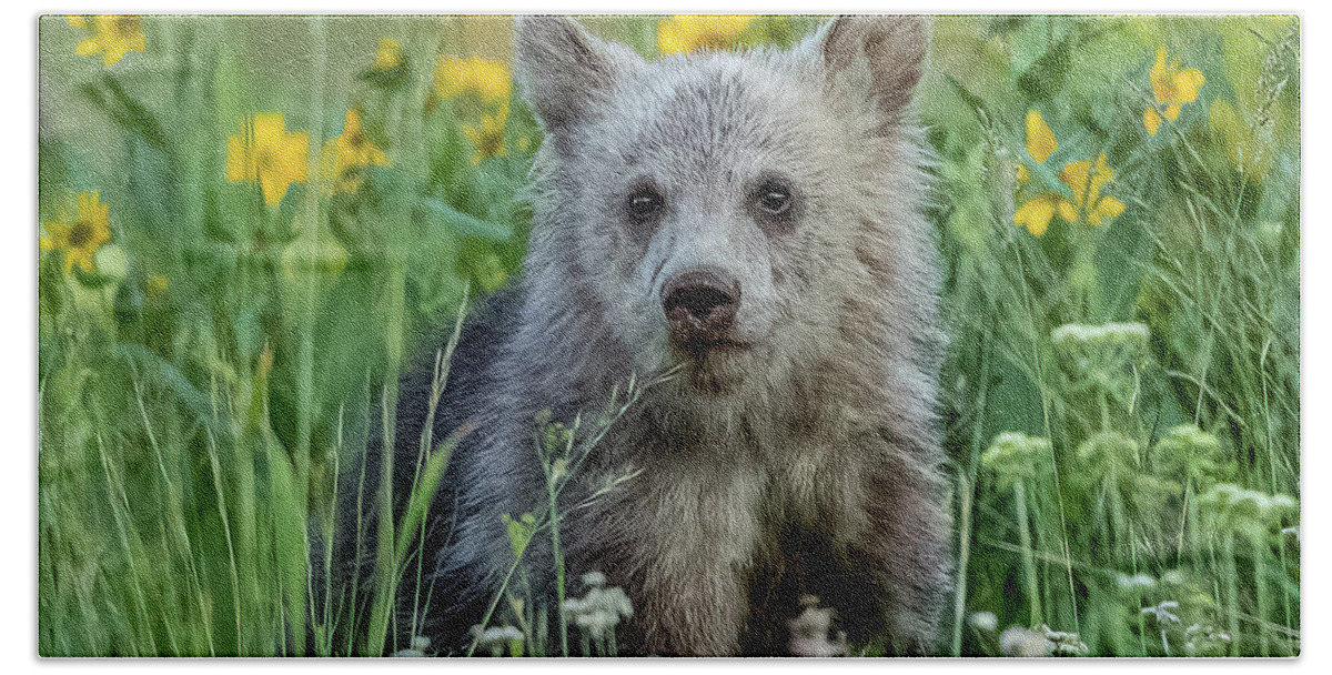 Grizzly Beach Sheet featuring the photograph Grizzly Cub Snow In The Flowers by Yeates Photography