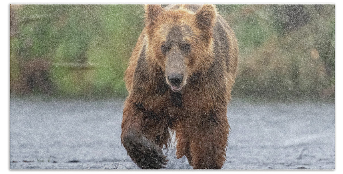 Bear Beach Towel featuring the photograph Grizzly in the Rain by Randy Robbins