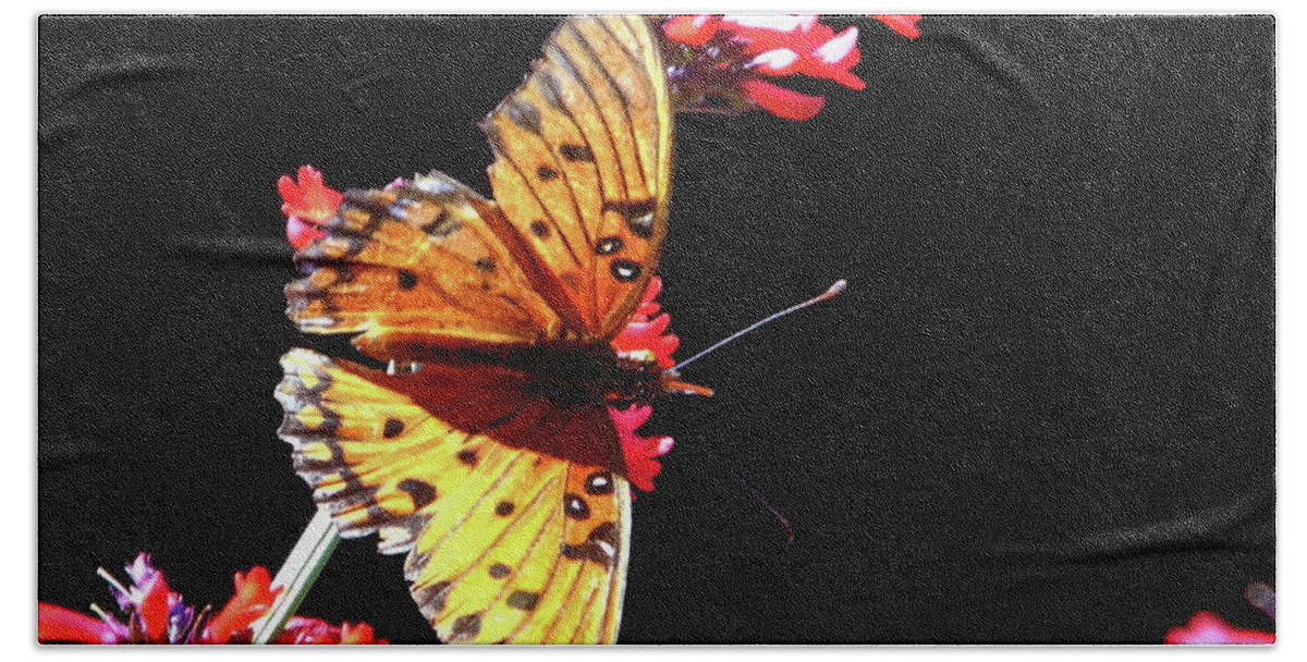 Orange Beach Towel featuring the photograph Gulf Fritillary Butterfly by D Hackett