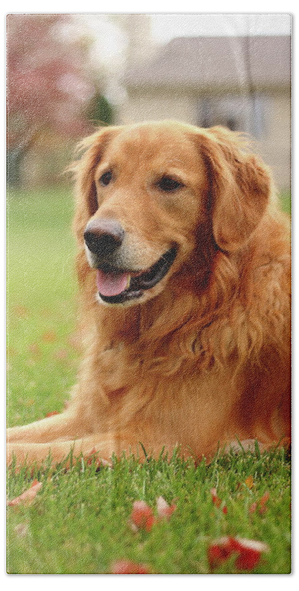 Dog Beach Towel featuring the photograph Handsome Golden by Lens Art Photography By Larry Trager