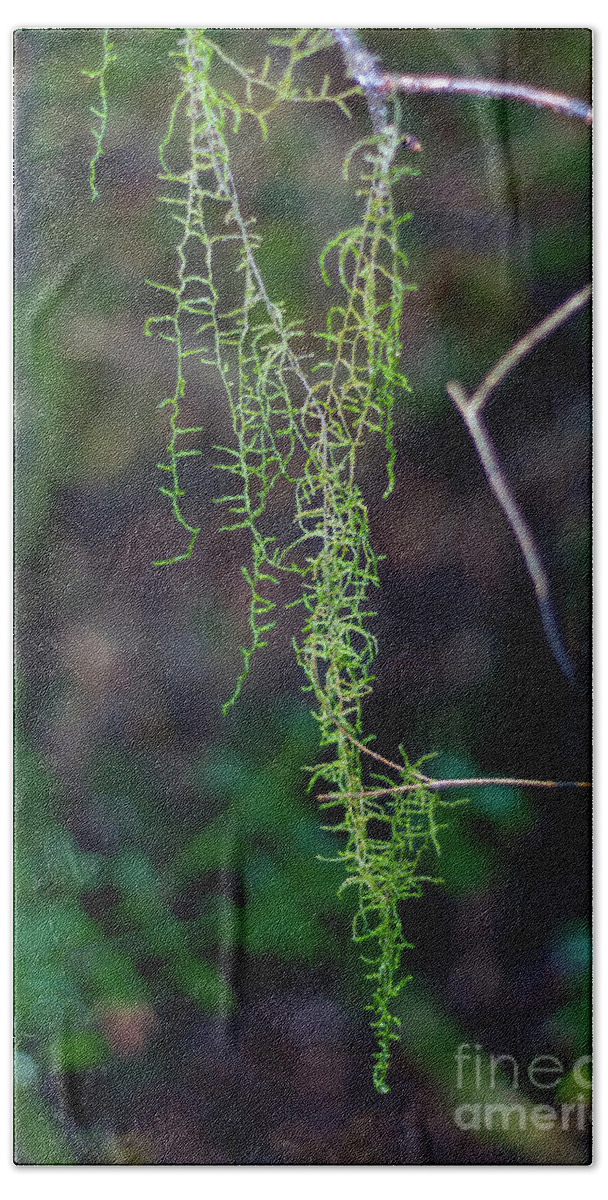 Leaves Beach Towel featuring the photograph Hanging Lichen by Elaine Teague