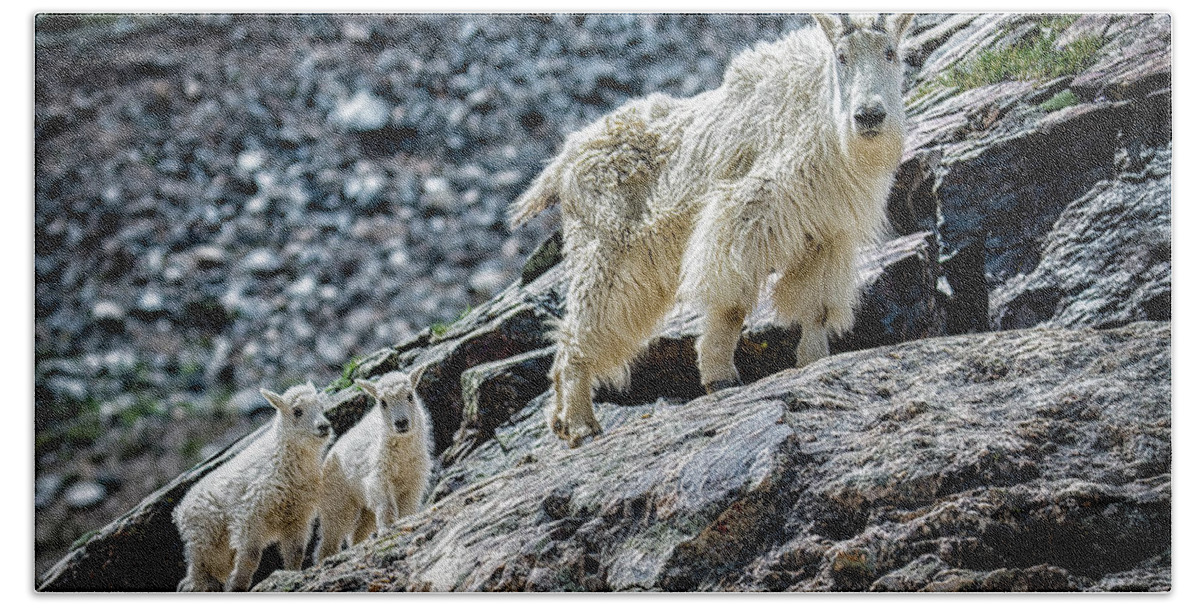 Mountain Goats Beach Towel featuring the photograph Hanging with Nanny by Bitter Buffalo Photography