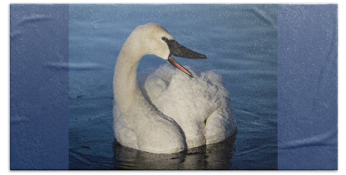 Swan Beach Towel featuring the photograph Happy Swan by Patti Deters