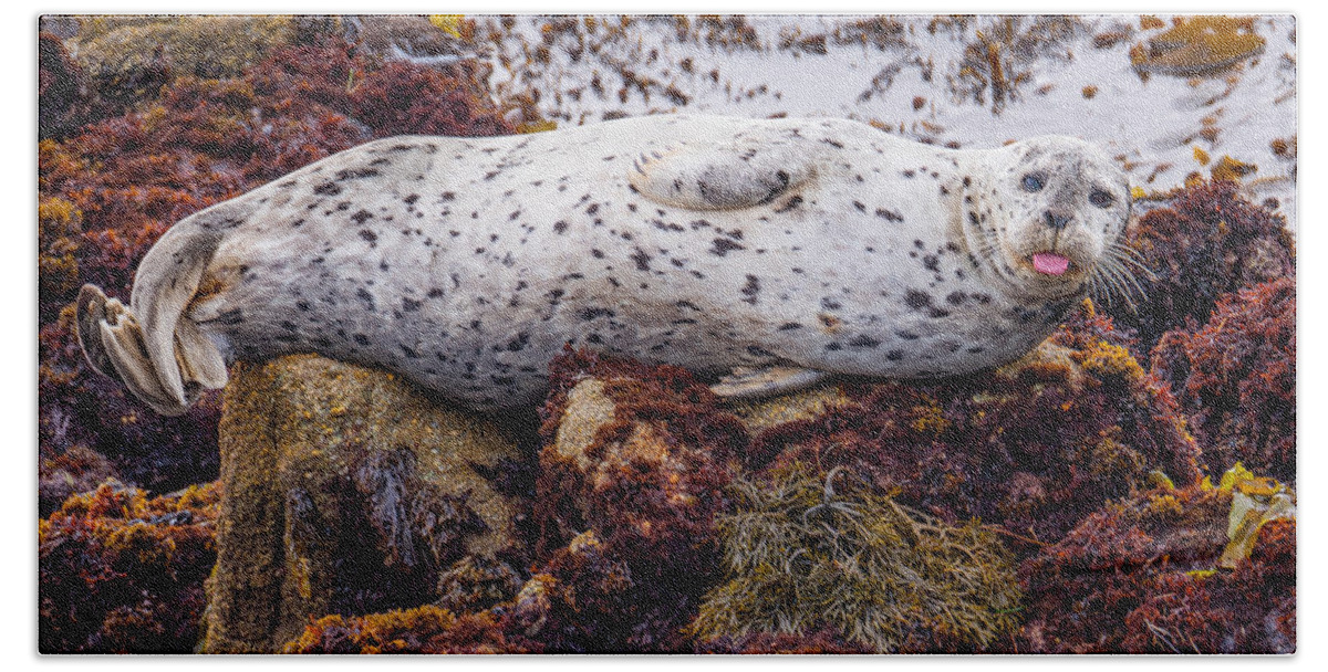 Harbor Seal Beach Towel featuring the photograph Happy The Harbor Seal by Derek Dean